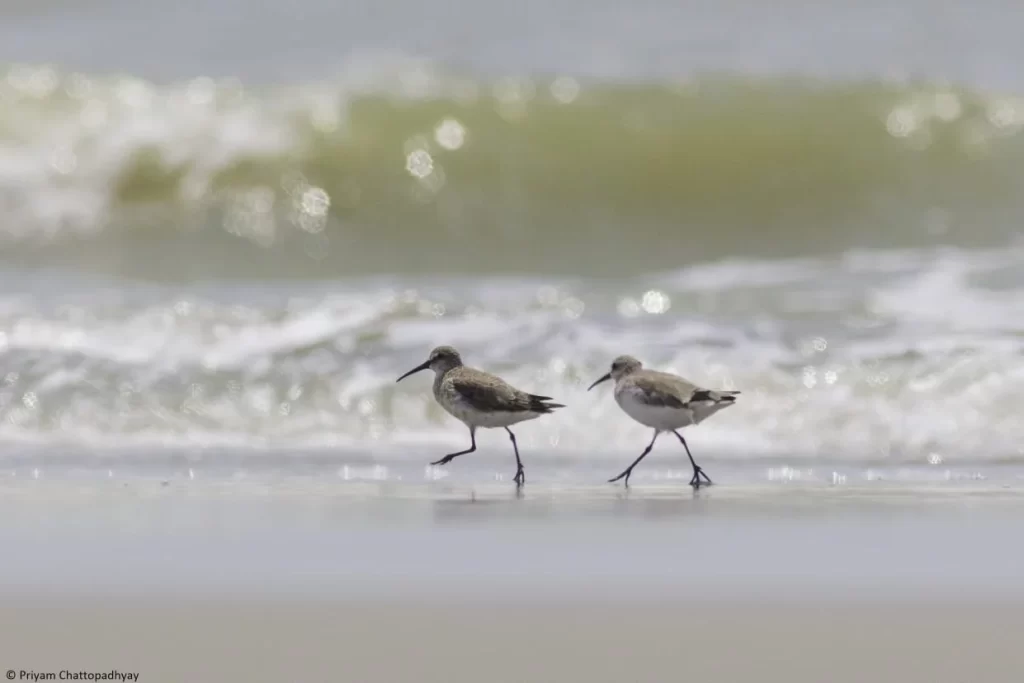 Birdwatchers Society