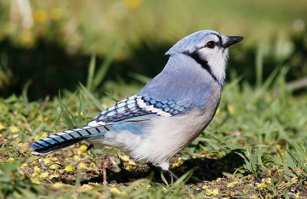 Birdwatchers' Society