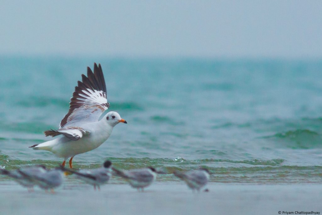 Birdwatchers Society