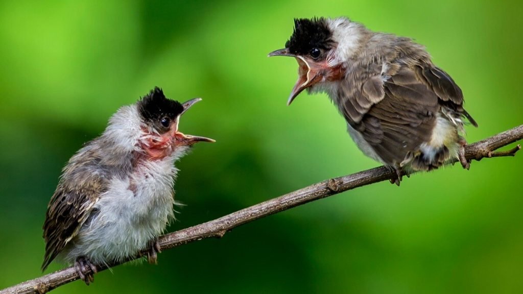 Birdwatchers' Society