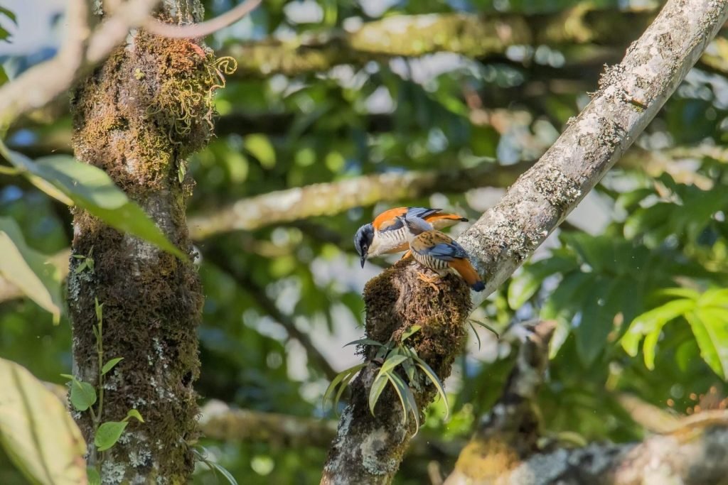 Birdwatchers' Society