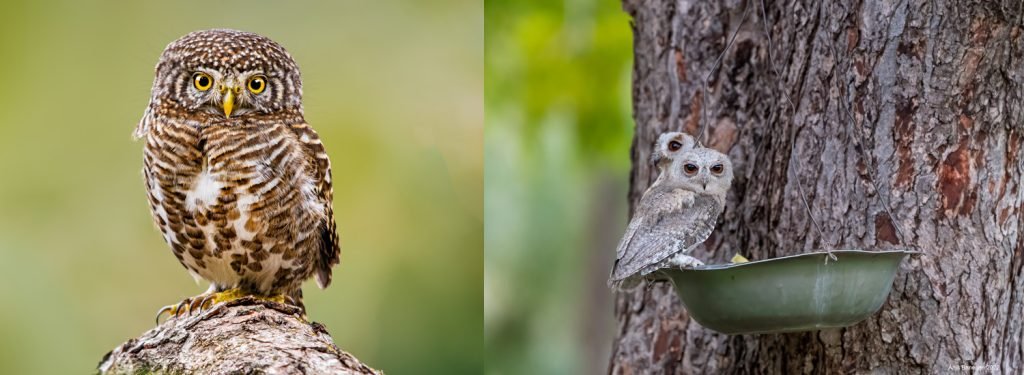 Birdwatchers' Society