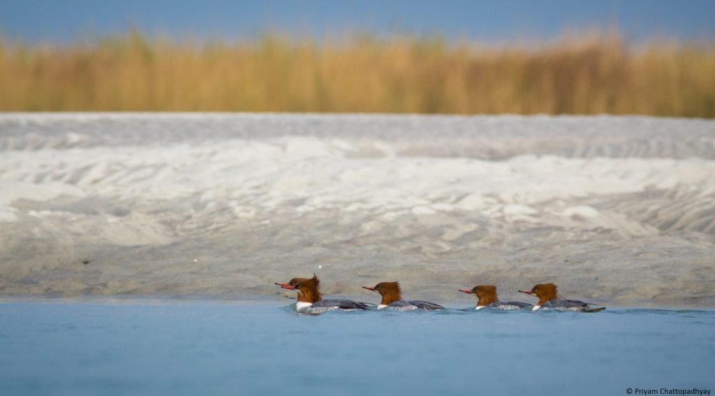 Birdwatchers Society