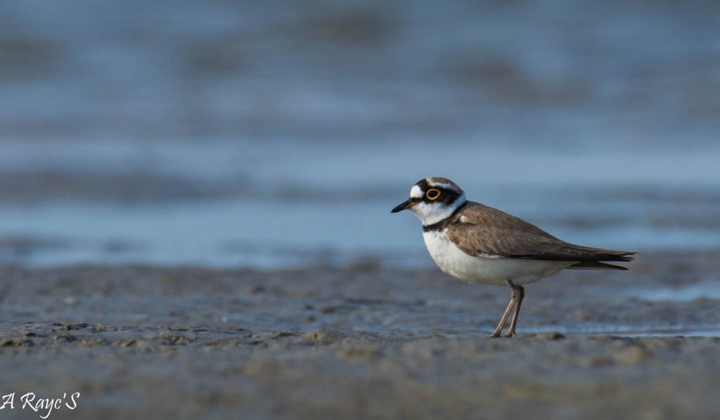 Birdwatchers' Society