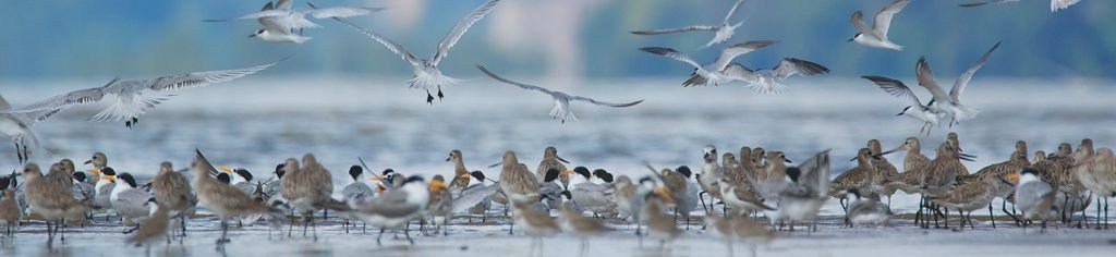 Birdwatchers' Society