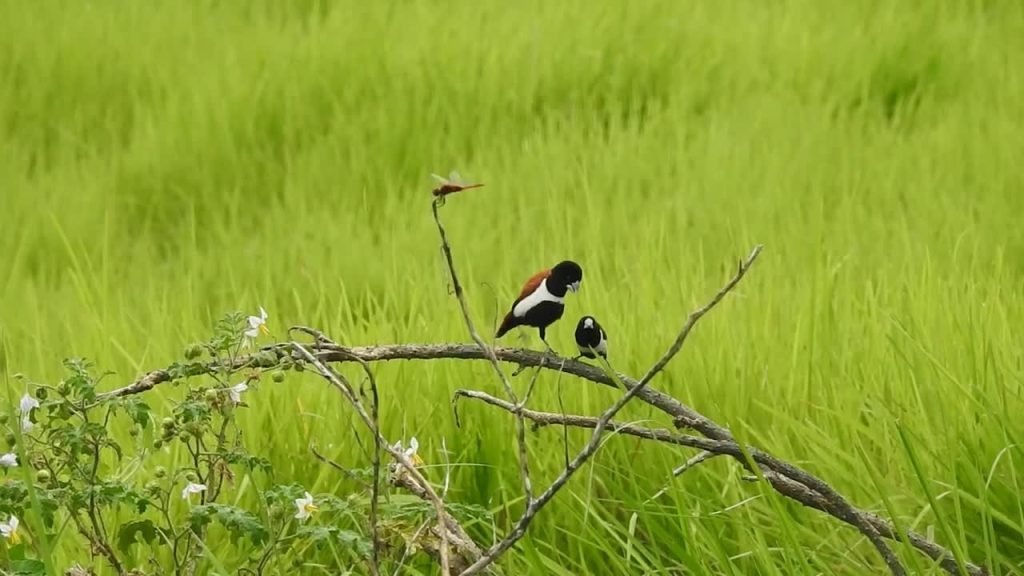 Birdwatchers' Society