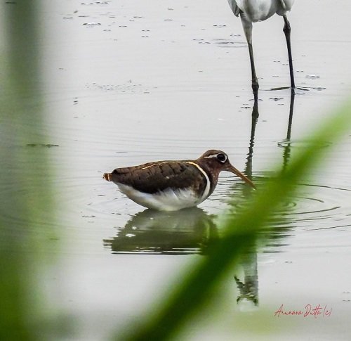 Greater Painted Snipe