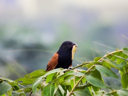 Lesser Coucal
