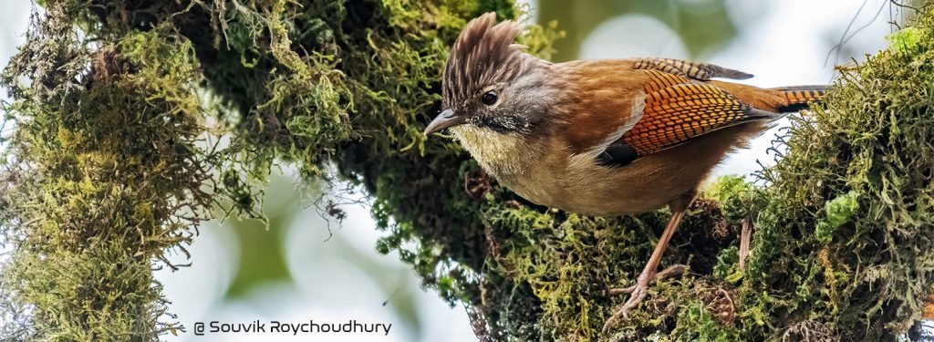 Birdwatchers' Society