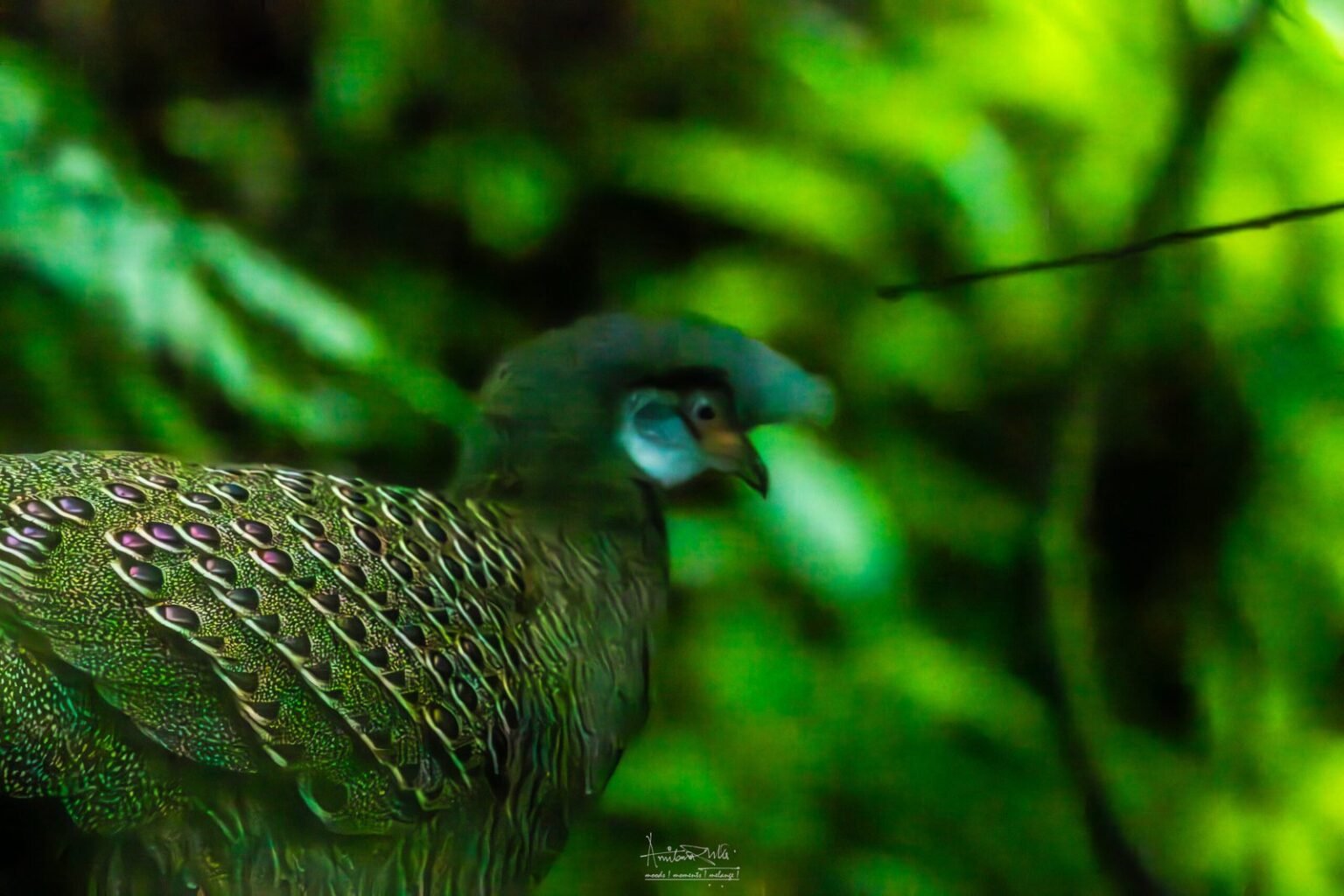Great Thick-knee