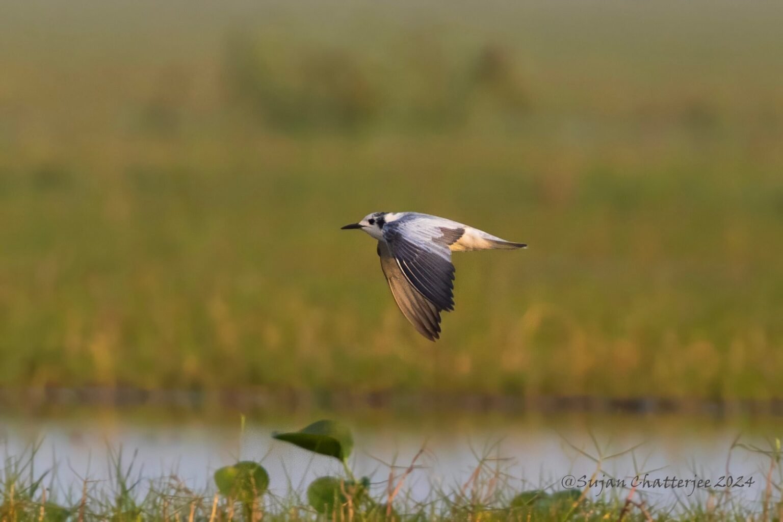 White-winged Tern 1
