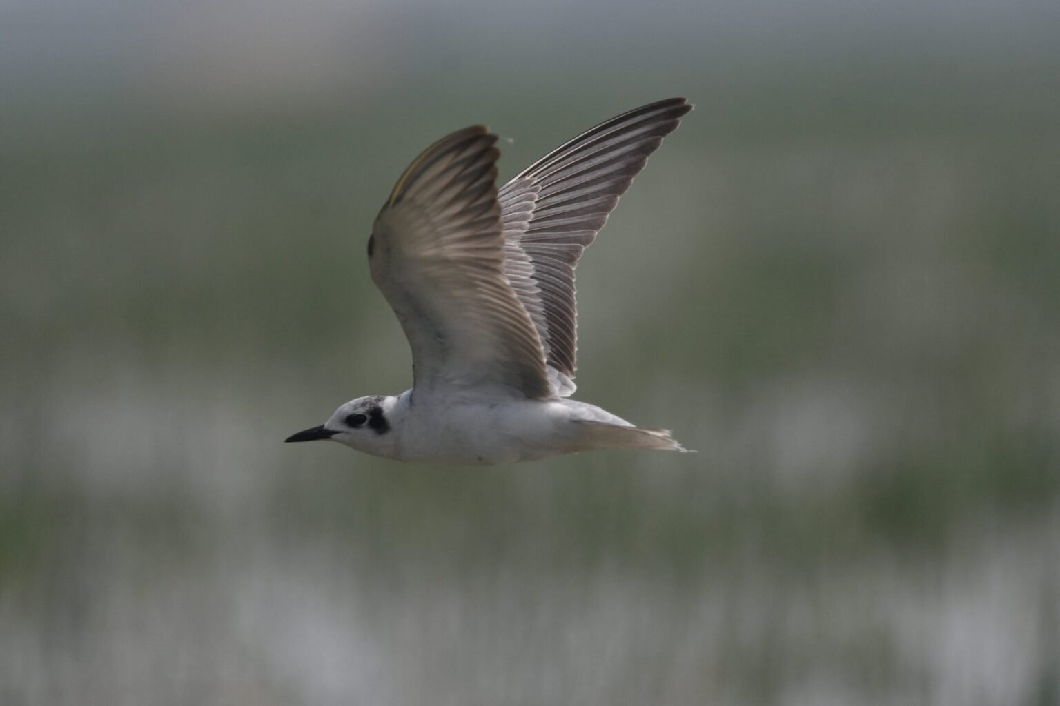 White-winged Tern 3